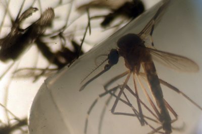 US Allocates Funding For Technology To Eliminate Zika Virus In Blood Supply