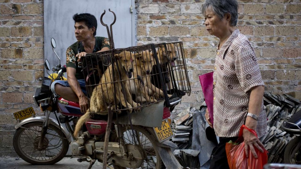 Eating Dog Cat Meat In Taiwan Could Land You Paying Heavy Fine New Law