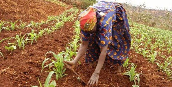 Tanzanian Farmers Urges Government To Provide Drought Resistant Seeds